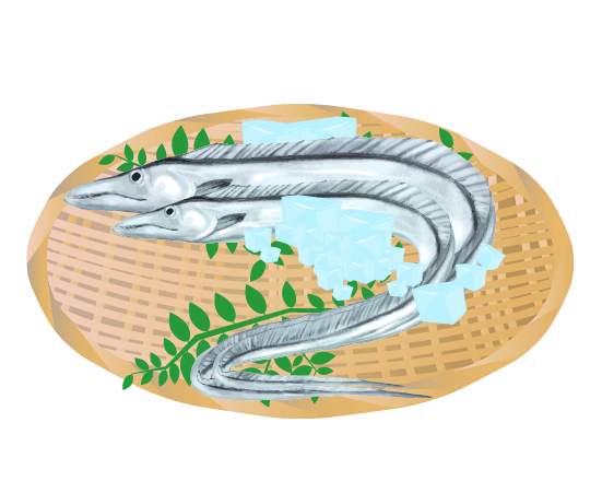 料理イメージの太刀魚のイラスト