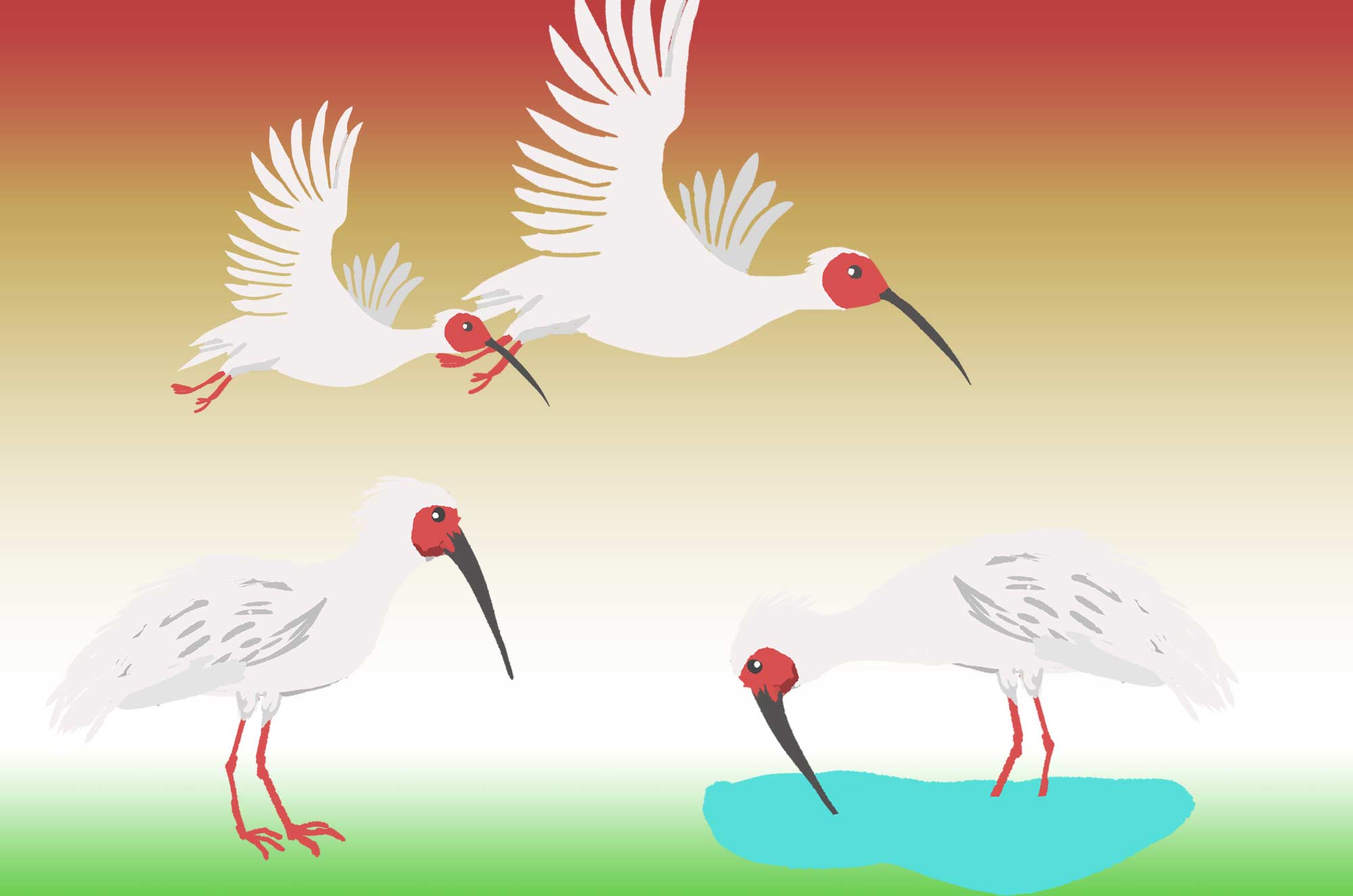 トキのイラスト - 日本では野生絶滅した鳥のフリー素材