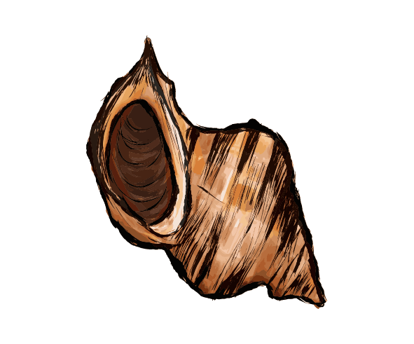 つぶ貝の和風墨絵のイラスト